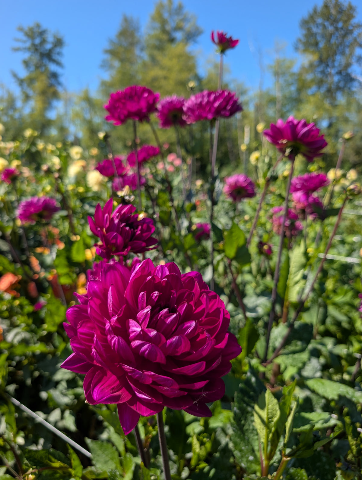 Sandia Regal