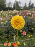 Florelie Dandelion