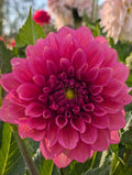 Florelie Guava