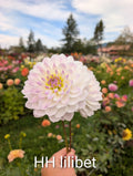 Hollyhill Lilibet image 0