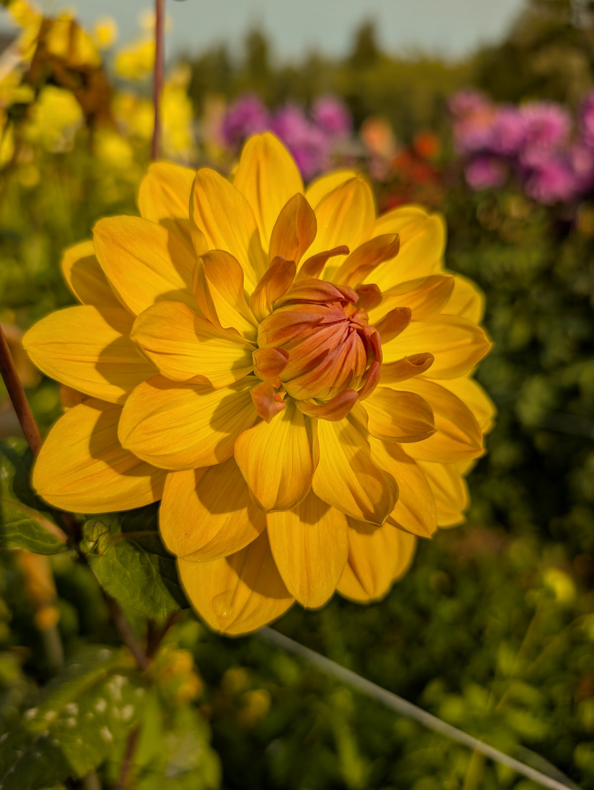 Hollyhill Honey Gold image 0