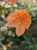 Sandia Brocade  image 0