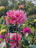 Hollyhill Cotton Candy image 0