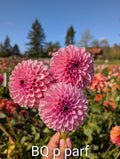 Bloomquist Pink Parfait LIMIT 1  image 0