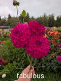 Fabulous  image 0