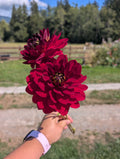 Hollyhill Tiger Rose Solid image 0