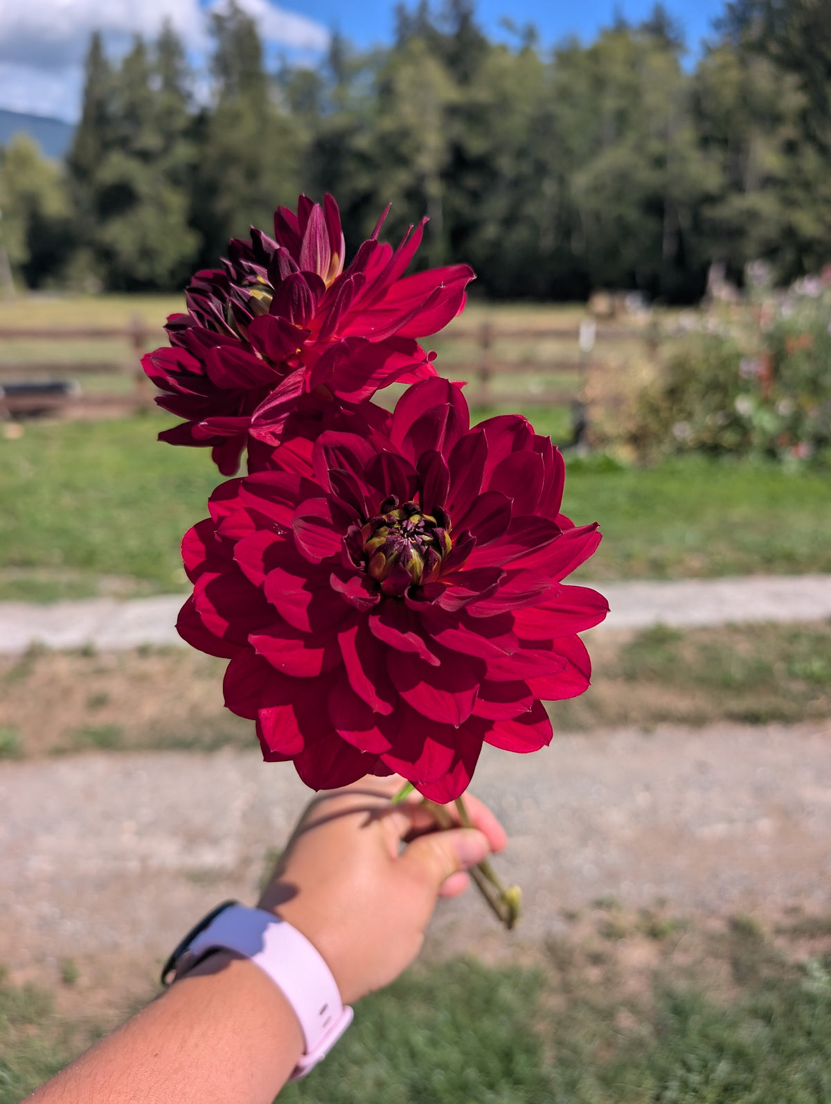 Hollyhill Tiger Rose Solid image 0