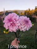 Lees Provence image 0