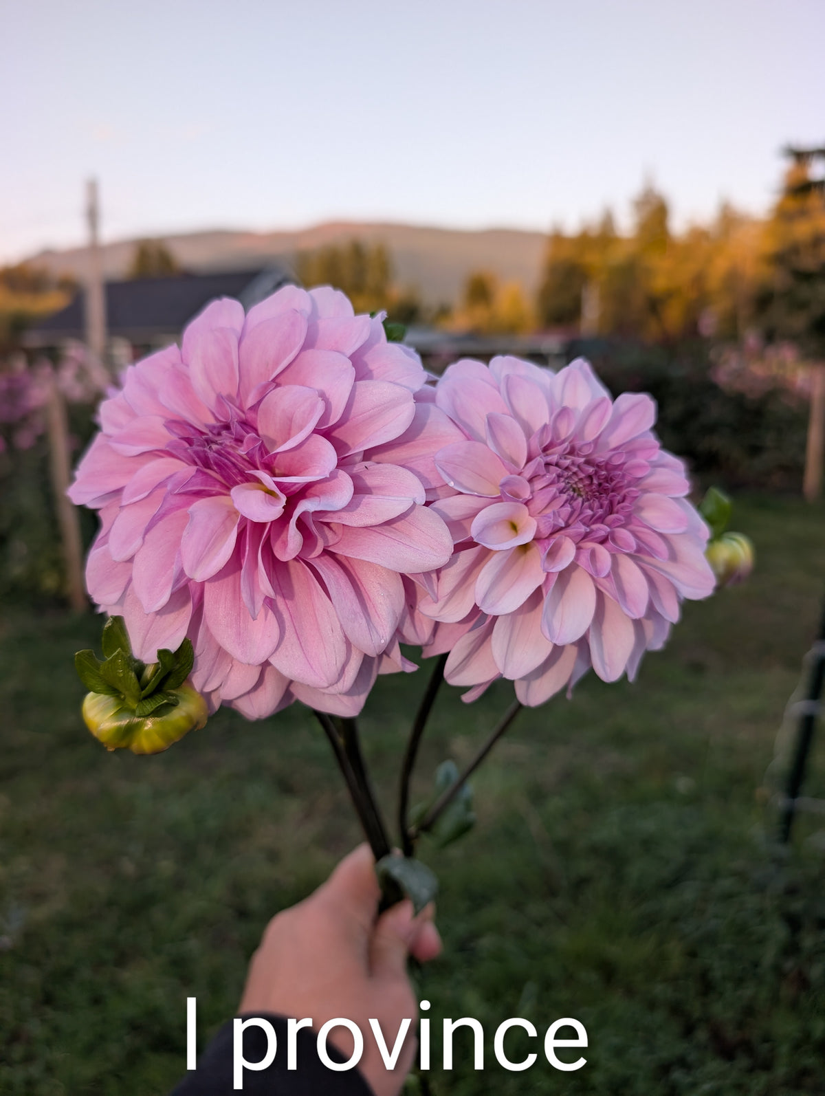 Lees Provence image 0