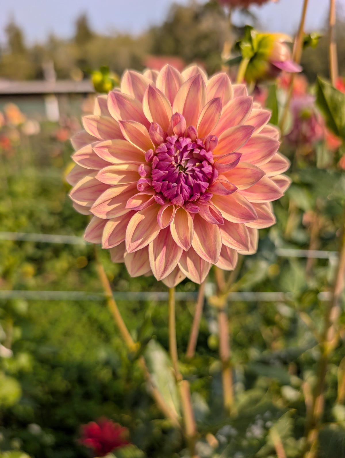 Dusty Beauty  (SPRING CUTTING) image 0