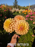 Miss Amara image 0