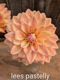 Lees Pastelly image 0