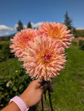 Lakeview Peach Fuzz  image 0