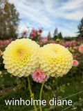 Winholme Diane  image 0
