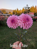 Lees Fruit Loop Lavender image 0