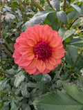 Lees Greer image 0