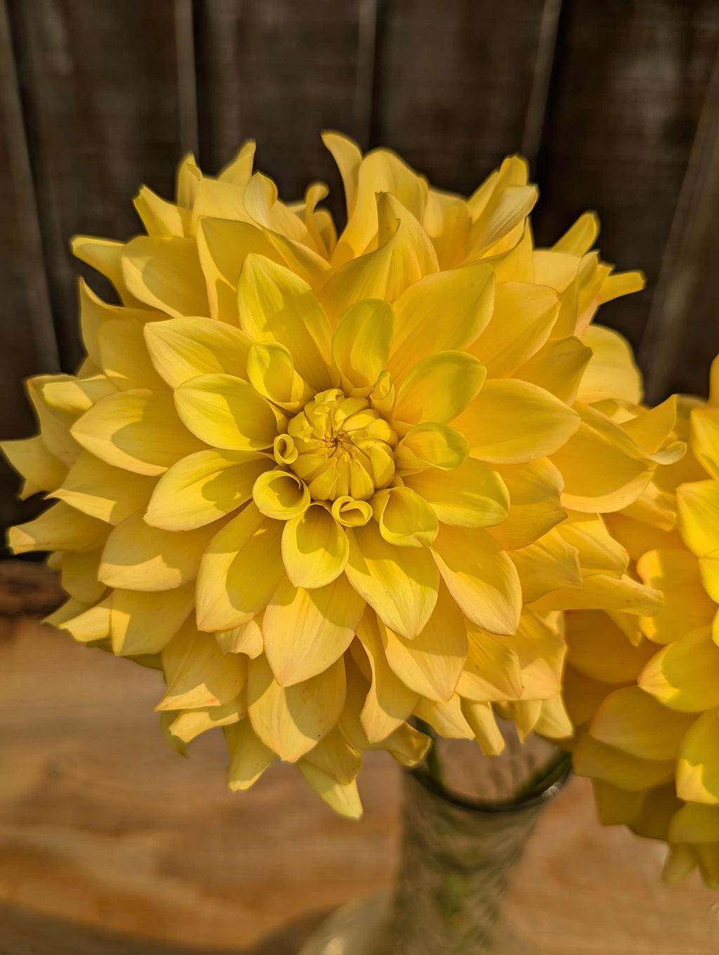 Lees Golden Ruffle LIMIT 1  image 0