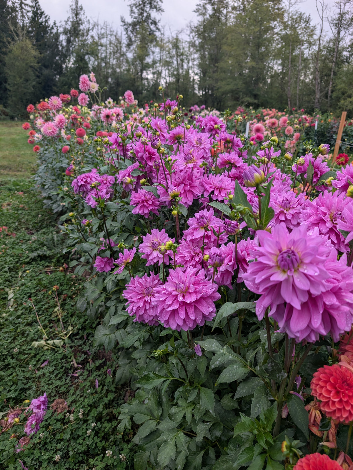 Bluetiful  image 0