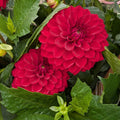 Bella Ivy small tubers image 0