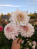 Bloomquist Compare image 0