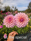 Dandelion Lane The Special (SPRING CUTTING) image 0