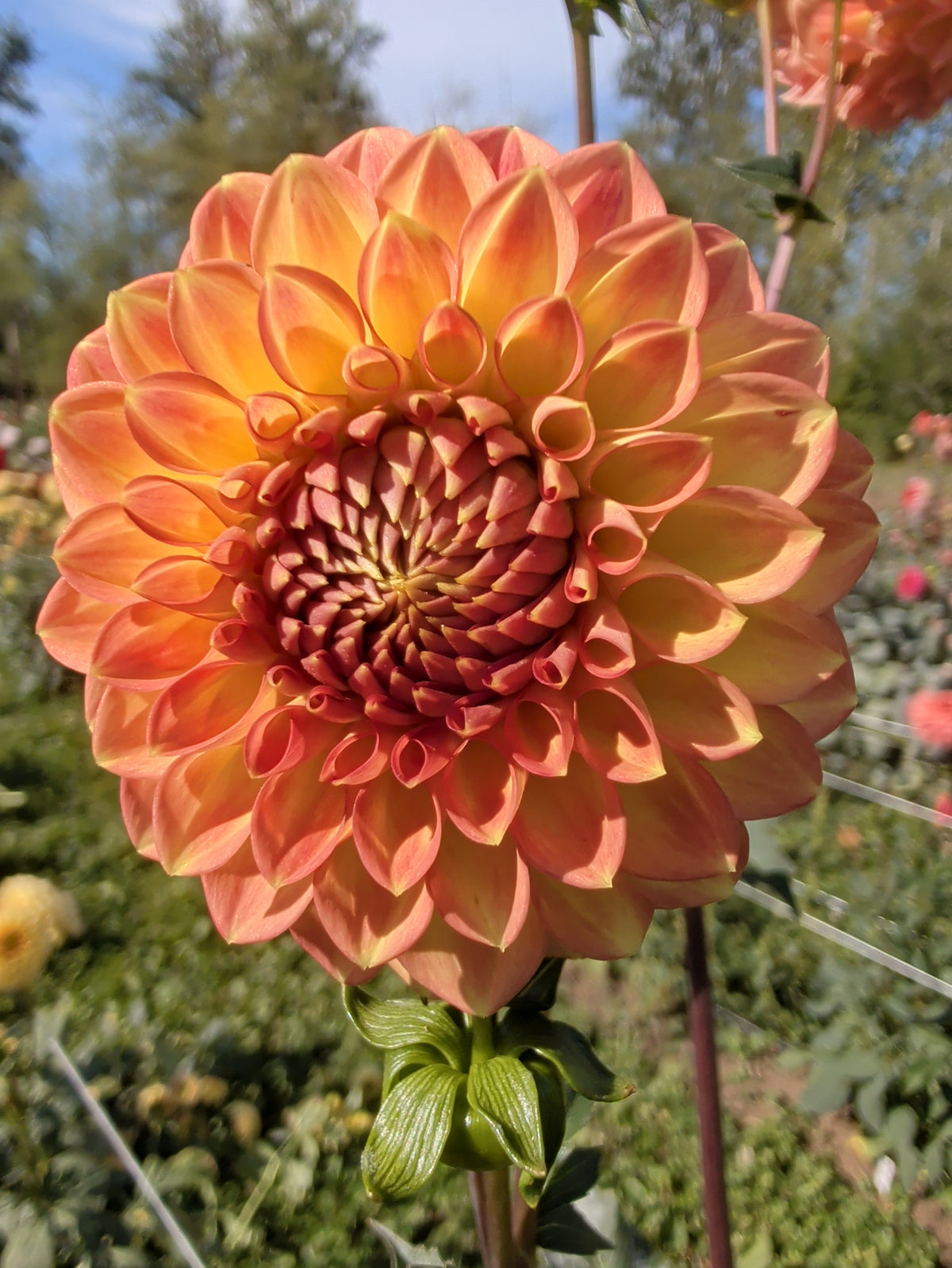 Florelie Louisa