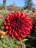 Ferncliff Cinnamon