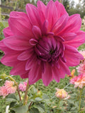 Bargaly Blush