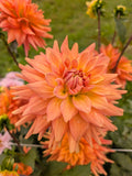 Eagles Coral Baskin