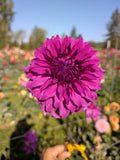 Wyns flower lady mom