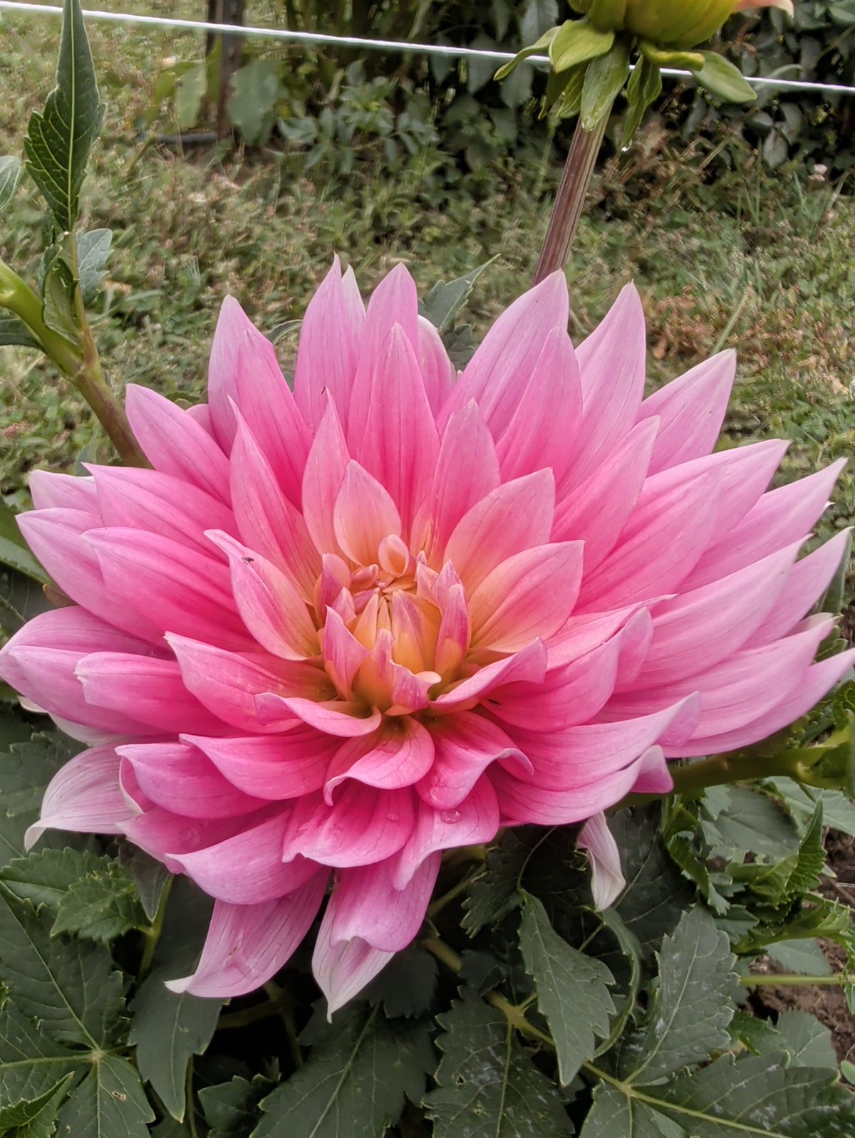 Carmen Lotus