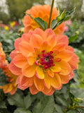 Pam Howden