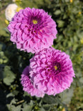 Ferncliff Pincushion