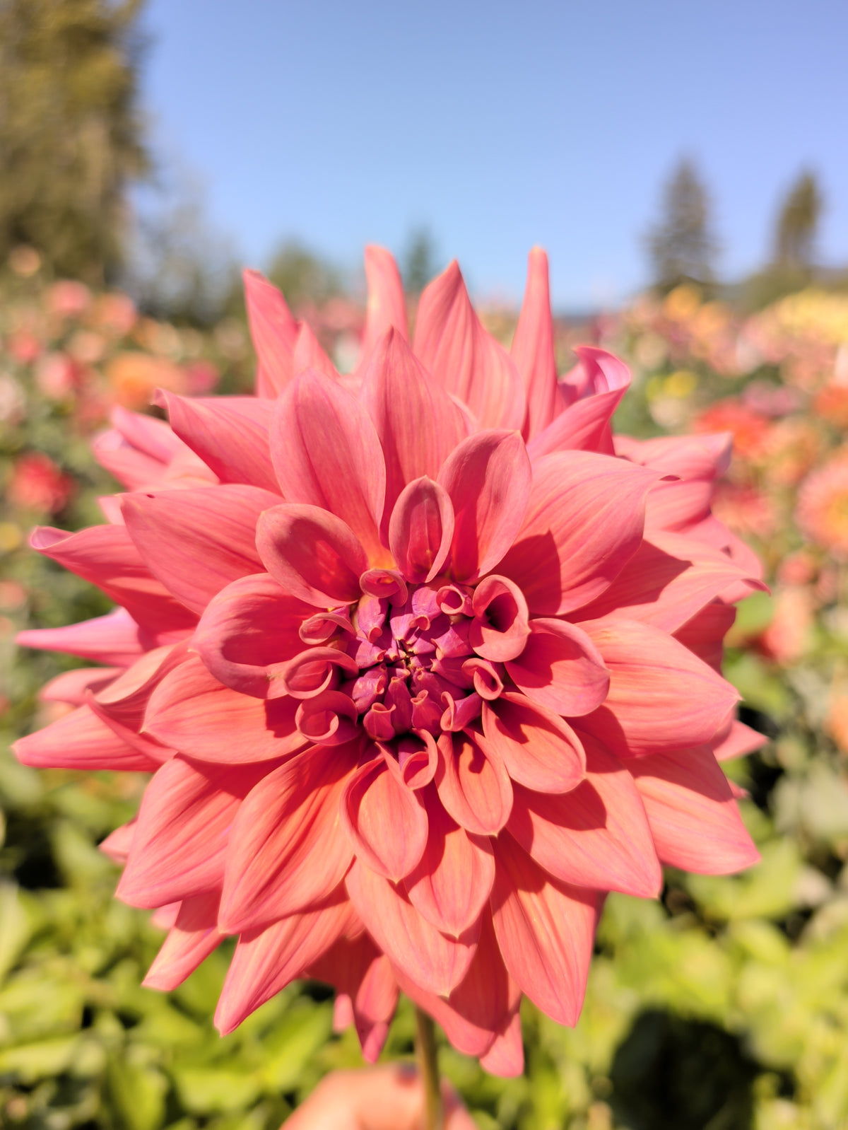 Lileah Caramel Rose