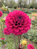 Hollyhill Purple Berry