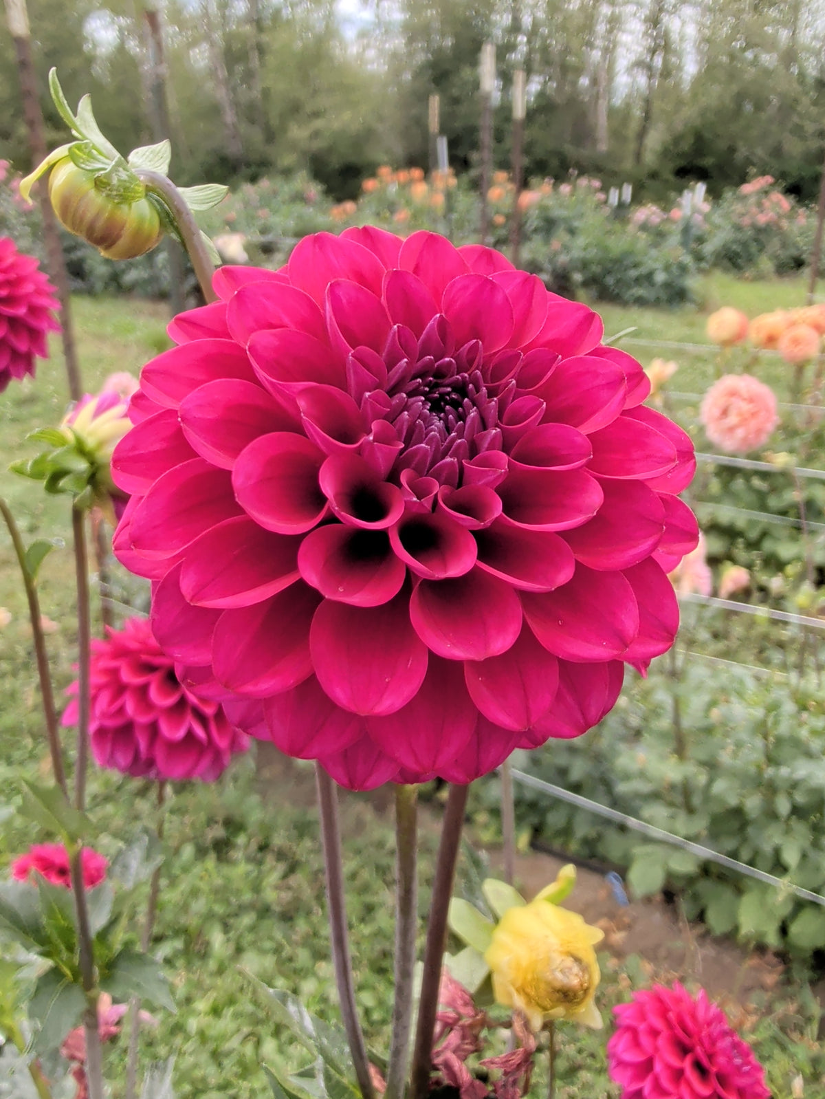 Hollyhill Purple Berry