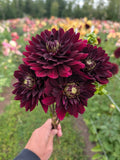 Hollyhill Black Widow