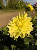 Sunny
