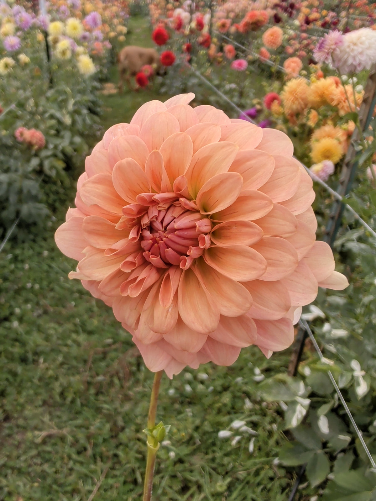 RM peachy pink