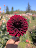 Bloomquist Port