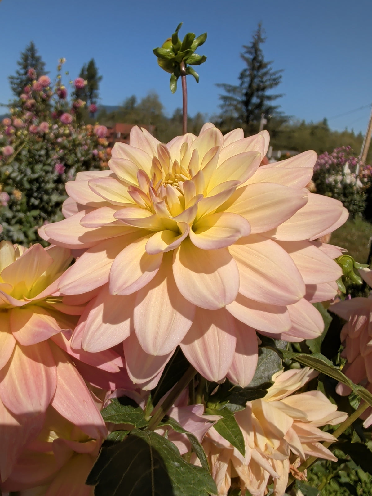 Burfoot Lotus