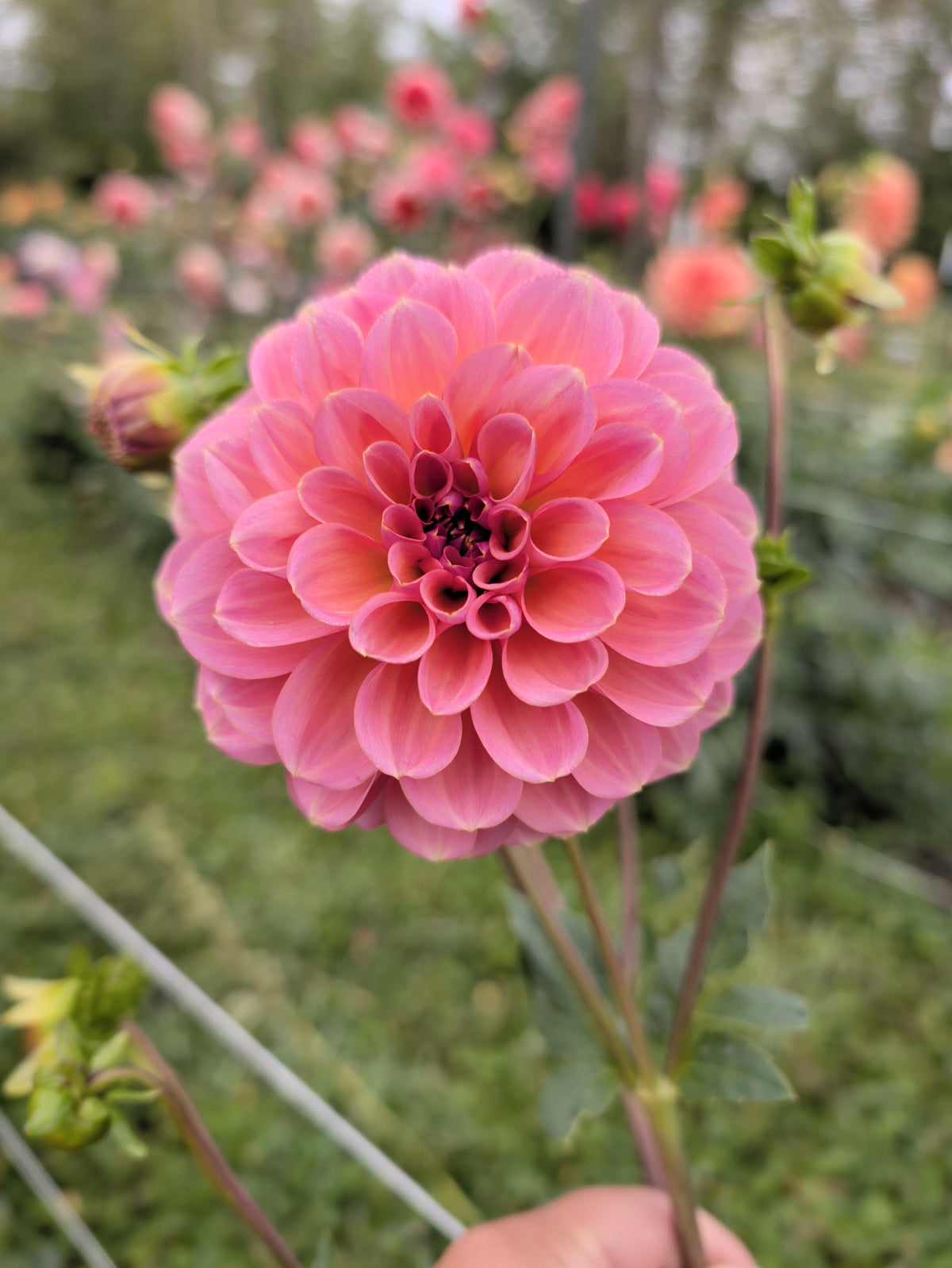 Sunny Rose