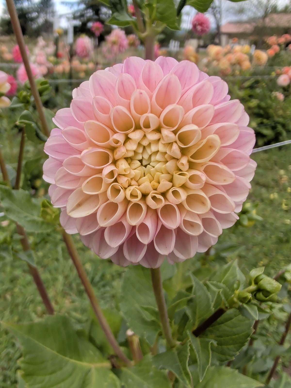 Hollyhill Pollyanna