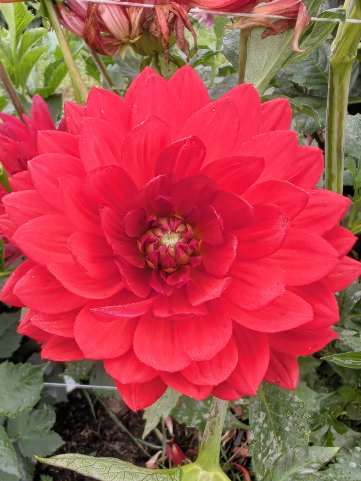 MaKs Royal Ruby