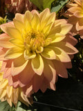 Bloomquist Vigar