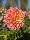Florelie Kindness