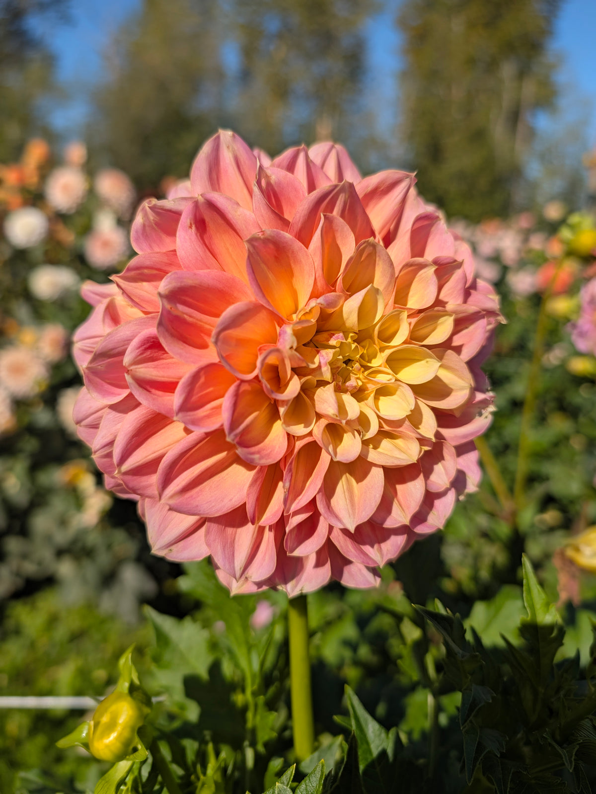 Florelie Kindness