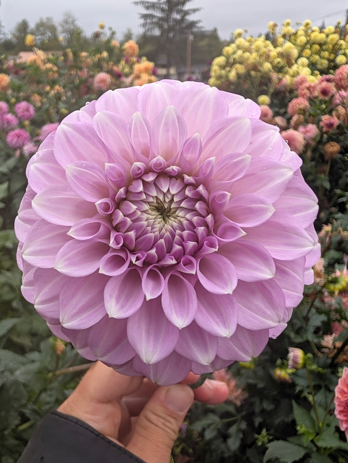 Coorabel Zoe