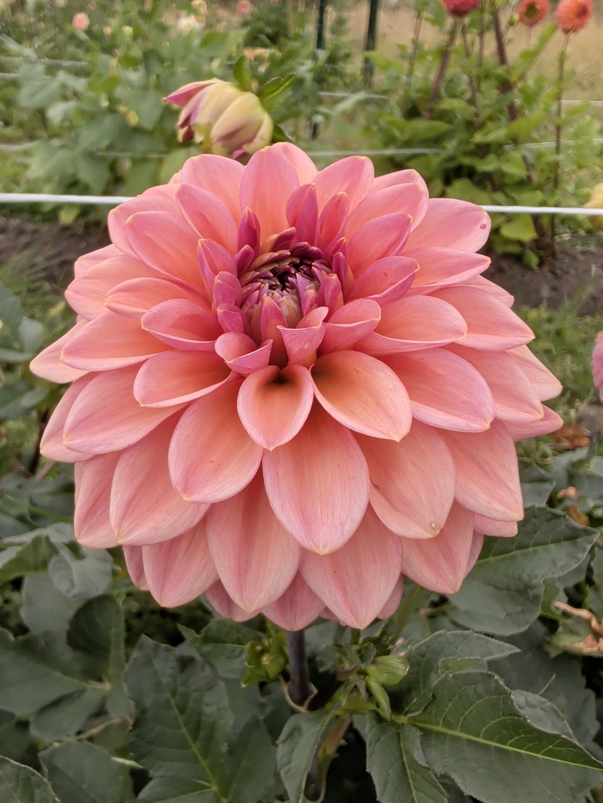 Rosa Pantera